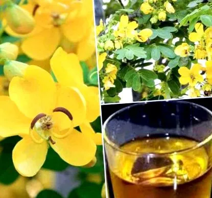 cassia senna