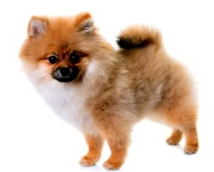 pomerániai pomerániai