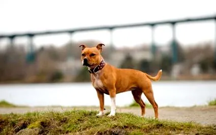 staffordshire
