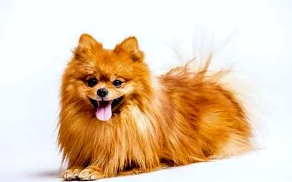 dwarf