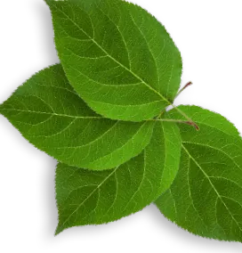 totul