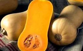 squash squash