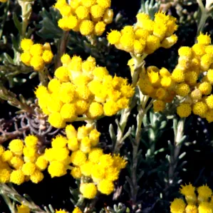 korzikai immortelle