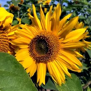sunflower