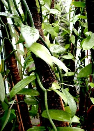 Vanilla planifolia vaníliáról