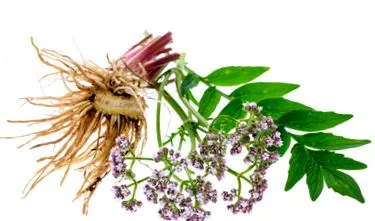 officinalis
