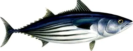 tonhal