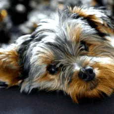 terrier
