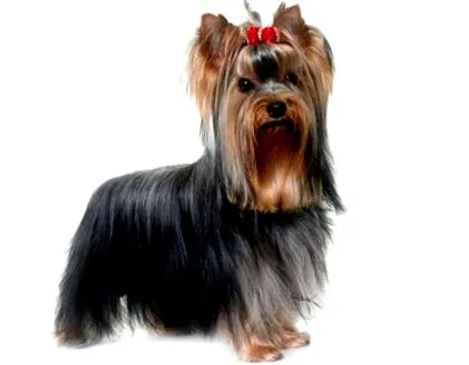 caracterul yorkshire
