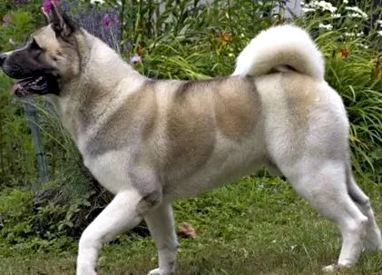 akita