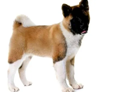 akita