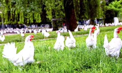 cumpărarea