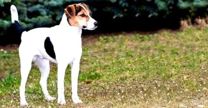 terrier