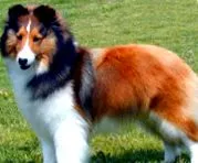 sheepdog