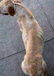 fogyás