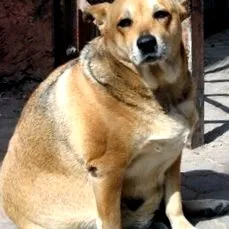 fotografii