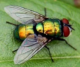 pisici iepuri