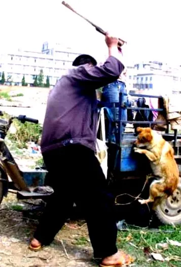 animalsworld