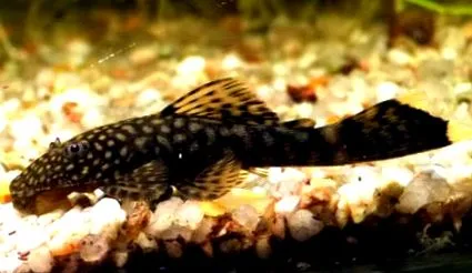 ancistrus