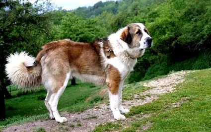 asia ciobanesc