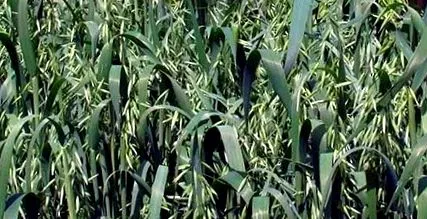 Avena sativa