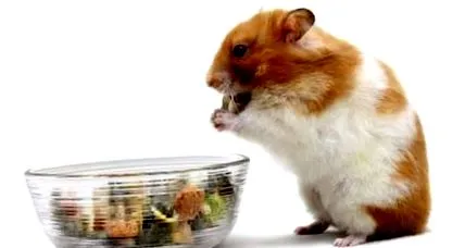 bine hamsterului