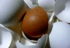 terhesség