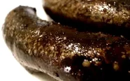 calorii