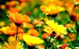 calendula