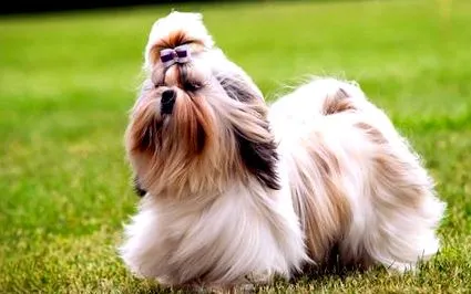 shih