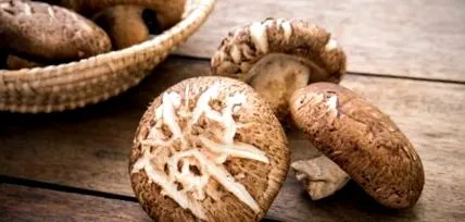 shiitake