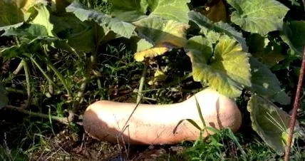 butternut