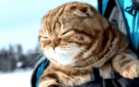 кішка кішка