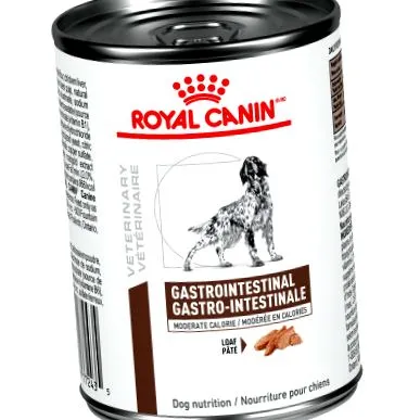 canine