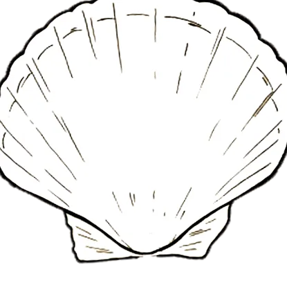 Coquilles Jacques