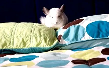 chinchilla hrănirea