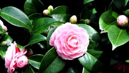 camellia цвете