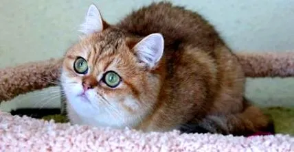 chinchilla