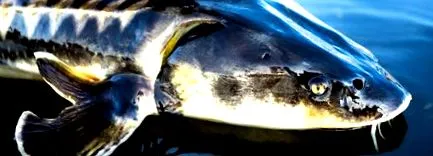 caviar