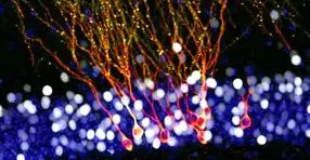 neuronjait