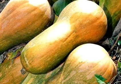 hogyan butternut