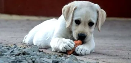 labrador