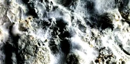 scapi