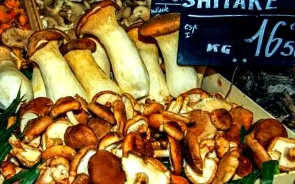 shiitake ciupercii