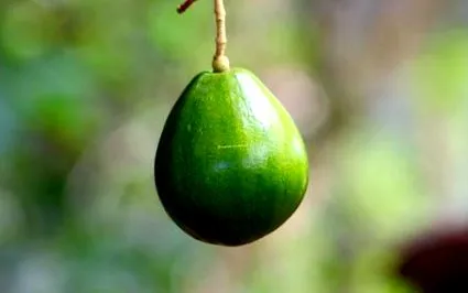 avocado