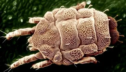 acarienii