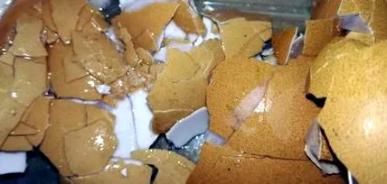 csirkék