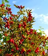 rosa