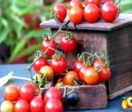 tomatele