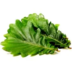kérge